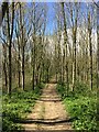 Public footpath in young woodland