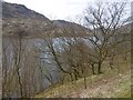 Woodland, Loch Katrine