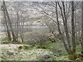 Wetland by Loch Katrine