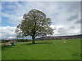 Sycamore, Embsay