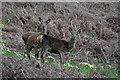 West Somerset : Deer Grazing