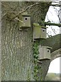 Nextboxes on former Conservation Path