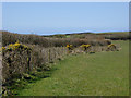 Field edge near Lutsford, Devon