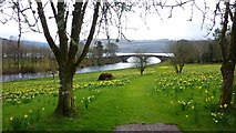 NN0909 : Daffodils in Grounds of Inveraray Castle by Richard Cooke