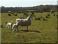 SS3405 : Ewe and lambs by the A388 by Derek Harper