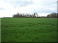 Crop field west of St Mary