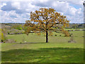 Tree on West Hill, Warlies Park