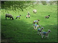 Lambs near Poplar Hall