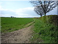 Crop field and hedgerow, Tattle Hill