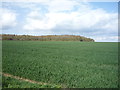 Crop field towards Priest Wood