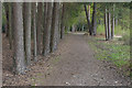 SU9860 : Pine lined path, Horsell Common by Alan Hunt