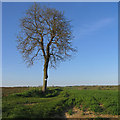 Footpath towards Great Sampford