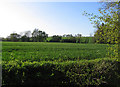 Fields north of Tewes Farm