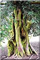 Llangynog Yew Tree