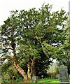 Upper Chapel And a Fine Yew Tree