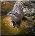 TQ2276 : Asian Otter, Wetlands Centre, Barnes by Christine Matthews