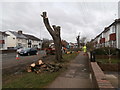 First stage, lopping off the branches, Caerphilly Rd, Cardiff