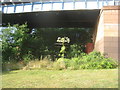 NS5566 : Giant Hogweed beneath the railway bridge over the River Kelvin by Jonathan Thacker