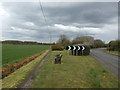 Footpath and Road at Shireoaks Common