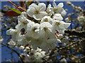 Cherry blossom, Hole Farm