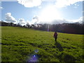 Walking a pasture to the wood