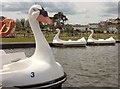 SX8959 : Swan pedalos, Goodrington boating lake by Derek Harper