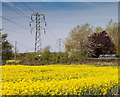 Pylons and oil seed rape