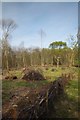 A Newly Coppiced Area in Norsey Wood