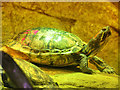 Manchester Sealife Centre, Turtle