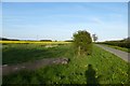 Hedgerow next to Southmoor Road