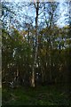 Trees in wetland