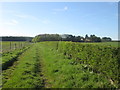 Track towards Castle Farm