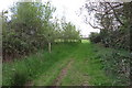 Track through the woodland