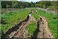 Rutted track near Midgham Farm