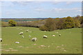 Field by Great Dixter