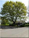 SO8742 : Oak tree and village hall by Philip Halling