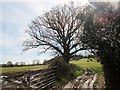 Oak adjacent to footpath