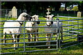 Churchyard sheep