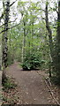 Woodlands - Oxshott Heath