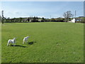 Lambs in the field beside the village hall at Lydbury North