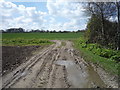 Farm track off Stirrup Lane