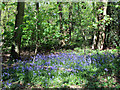 Bluebells near The Ridge West