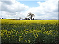 Oilseed rape crop off Flixton Road