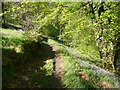 Tinker Bank Lane in Tinker Bank Wood, Heptonstall