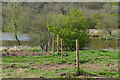 Pig fields near Postford