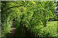 Footpath to Norton Hall