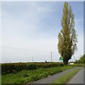 A lone tree at the junction for Brotheridge Green