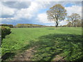 Indistinct path across a field off Potter Row