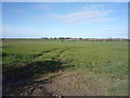 Crop field off Main Road (A1064)