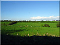 Pasture beside the railway